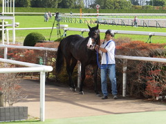 20151121 京都1R 2歳未勝利 アドマイヤムテキ 17
