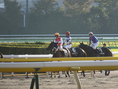 20141116 東京10R ショウナンアポロン 15