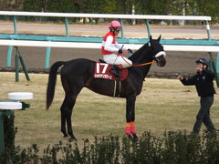 20150125 中山11R AJCC(G2) ショウナンラグーン 17