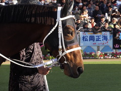 20161224 中山11R 師走S(OP) ショウナンアポロン 07