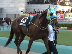 20151128 東京11R キャピタルS アルマディヴァン 06