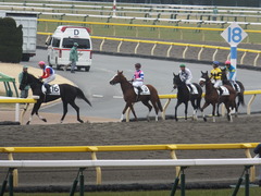 20150222 東京5R 3歳メイクデビュー シンディーア 13
