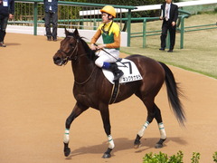 20150412 中山8R 4歳上500万下 キングラナキラ 13