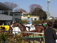 20140117 中山競馬場 ヴィルトグラーフ 16