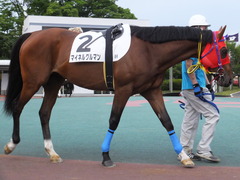 20170524 大井8R B2 マイネルグルマン 08