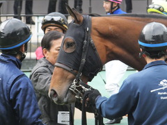 20170205 東京1R 3歳未勝利 メガポリゴン 14