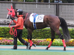 20161119 東京1R 2歳未勝利 パイオニアワーク 05