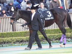 20180127 東京11R 白富士S(OP) マイネルサージュ 05
