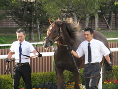 20160903 札幌競馬場 スクリーンヒーロー 05