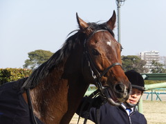 20140117 中山競馬場 ヴィルトグラーフ 17