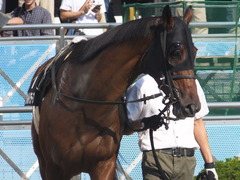 20150912 中山10R 鋸山特別 1000万下 ヴィルトグラーフ 09