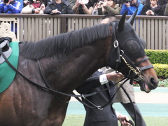 20170205 東京11R 東京新聞杯(G3) プロディガルサン 11