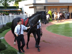 20140928 新潟11R オールカマー サトノノブレス 12