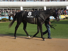 20150228 中山11R 総武S 4歳上1600万下 ベルゲンクライ 09