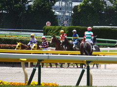 20140517 東京4R レッドリベリオン 14
