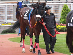 メジロダイボサツ 5歳の秋