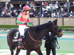 20180127 東京11R 白富士S(OP) マイネルサージュ 17