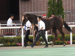 20160903 札幌競馬場 スクリーンヒーロー 03