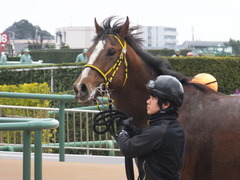 20160312 中山6R 3歳500万下 ノーモアゲーム 17