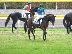 20141130 東京3R 2歳未勝利 トーセンカナロア 12