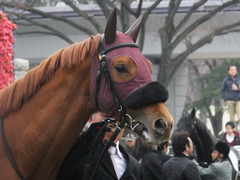 20140202 東京1R ワイルドジーク 08