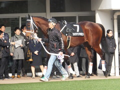 20141228 中山8R ショウナンアポロン 06