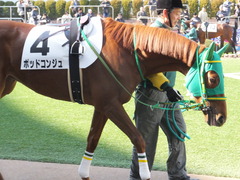 20140118 中山競馬場 ポッドコンジュ 06