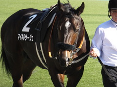 20161105 東京9R 南武特別(1000) マイネルサージュ 12