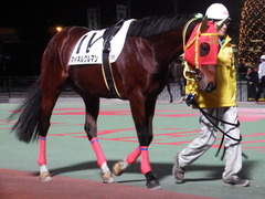 20181205 大井12R サジタリウス賞 B2 マイネルグルマン 07