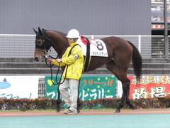 20161130 大井4R 3歳110万下 マルカンヒラリー 07