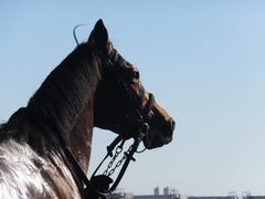 2013 中山競馬場 オウケンブラック 19