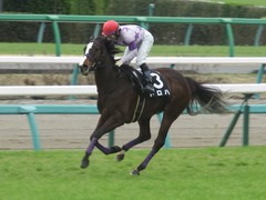20190323 中山9R ミモザ賞 3歳牝馬(500) トロハ 16