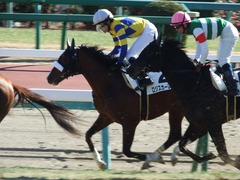 20171228 中山3R 2歳未勝利 ロジスカーレット 16