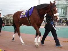 20180221 大井11R 大井金盃(S2) ユーロビート10