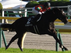 20161105 東京9R 南武特別(1000) マイネルサージュ 24