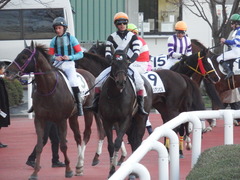 20181208 阪神12R (500) マッスルマサムネ 19