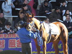 20161211 中山6R 2歳メイクデビュー ハッピーサンディー 14
