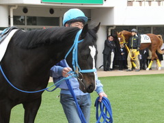 20150124 中山5R 3歳未勝利 サウンドアラムシャ 04