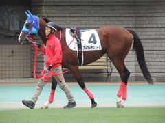 20181013 東京3R 2歳未勝利 アドマイヤスコール 10
