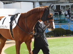 20150228 中山3R 3歳未勝利 ショウナンアイ 05
