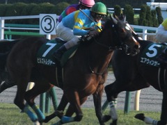 20170212 東京11R 共同通信杯(G3) ビルズトレジャー 22
