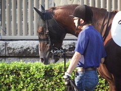 東京12R (1000) メイショウノボサン 11