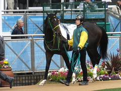 20170408 中山5R 3歳未勝利 ジュンマシュウ 09
