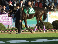 20190105 中山11R 中山金杯(G3) マイネルサージュ 08