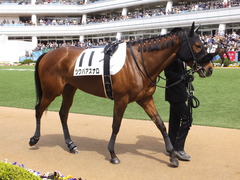 20150412 中山7R 4歳上500万下 ツクバアスナロ 07