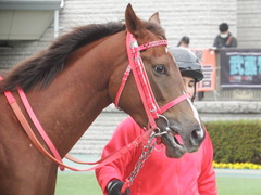 20190126 東京10R クロッカスS 3歳OP オトナノジジョウ 15