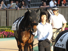 20141025 東京12R ゴールウェイ 05