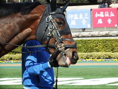 20180217 東京4R 4歳上障害未勝利 アークアーセナル 04