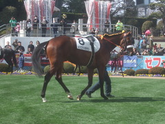 20110226 中山 ダイボサツデビュー戦