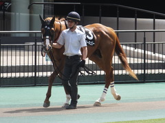20150530 東京10R 薫風S ランドマーキュリー 02